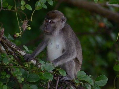 Long tailed macaque (5)